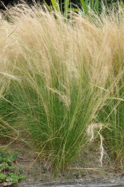 Zartes Federgras Stipa tenuissima 'Ponytails' 5-10 Topf 9x9 cm (P9) Stipa tenuissima 'Ponytails'