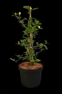 Gewürzstrauch Calycanthus 'Venus' strauch 60-80 C10 Calycanthus 'Venus' Strauch 60-80 cm