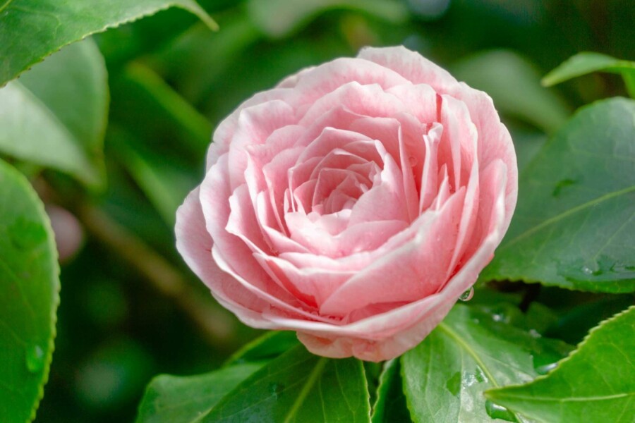 Kamelie Camellia japonica 'Bonomiana' strauch 30-40 C3 Camellia japonica 'Bonomiana' Strauch 30-40 cm