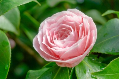 Kamelie Camellia japonica 'Bonomiana' strauch 30-40 C3 Camellia japonica 'Bonomiana' Strauch 30-40 cm