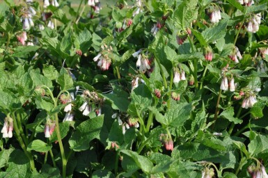 Kaukasus-Beinwell Symphytum grandiflorum 5-10 Topf 9x9 cm (P9) Symphytum grandiflorum