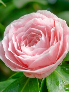 Kamelie Camellia japonica 'Bonomiana' strauch 60-70 C5 Camellia japonica 'Bonomiana' Strauch 60-70 cm