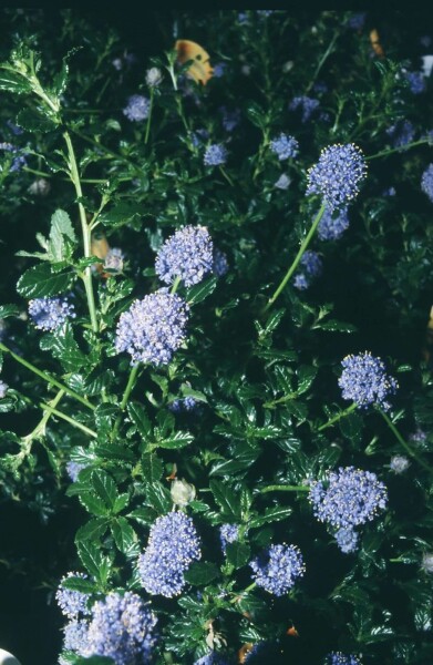Säckelblume 'Blue Mound' Ceanothus 'Blue Mound' strauch Ceanothus 'Blue Mound' Strauch