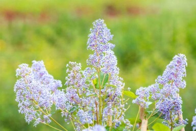 Säckelblume Ceanothus 'Gloire de Versailles' strauch 50-60 C10 Ceanothus 'Gloire de Versailles' Strauch 50-60 cm