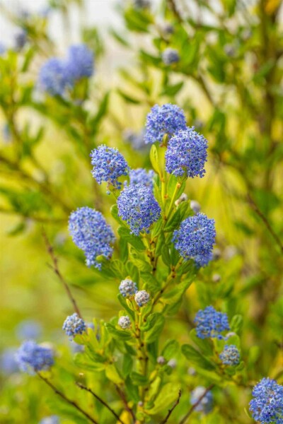 Säckelblume Ceanothus impressus 'Victoria' strauch 40-50 C5 Ceanothus impressus 'Victoria' Strauch 40-50 cm