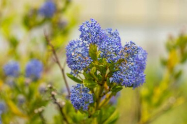 Säckelblume Ceanothus impressus 'Victoria' strauch 40-50 C5 Ceanothus impressus 'Victoria' Strauch 40-50 cm