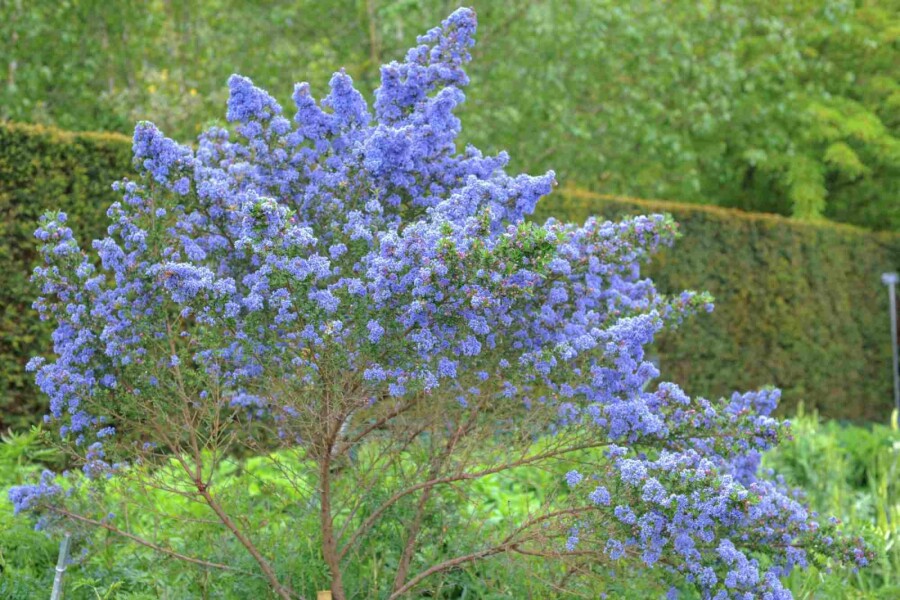 Säckelblume Ceanothus 'Puget Blue' strauch 20-30 C2 Ceanothus 'Puget Blue' Strauch 20-30 cm