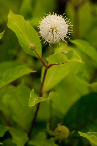 Knopfbusch Cephalanthus occidentalis strauch 50-60 C10 Cephalanthus occidentalis Strauch 50-60 cm