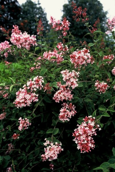 Syringa microphylla 'Superba' C12 100-120