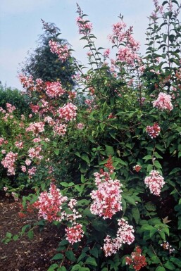 Syringa microphylla 'Superba' C12 100-120