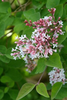 Syringa microphylla 'Superba' C12 100-120