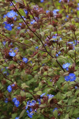Chinesischer bleiwurz Ceratostigma willmottianum strauch 30-40 C3 Ceratostigma willmottianum Strauch 30-40 cm