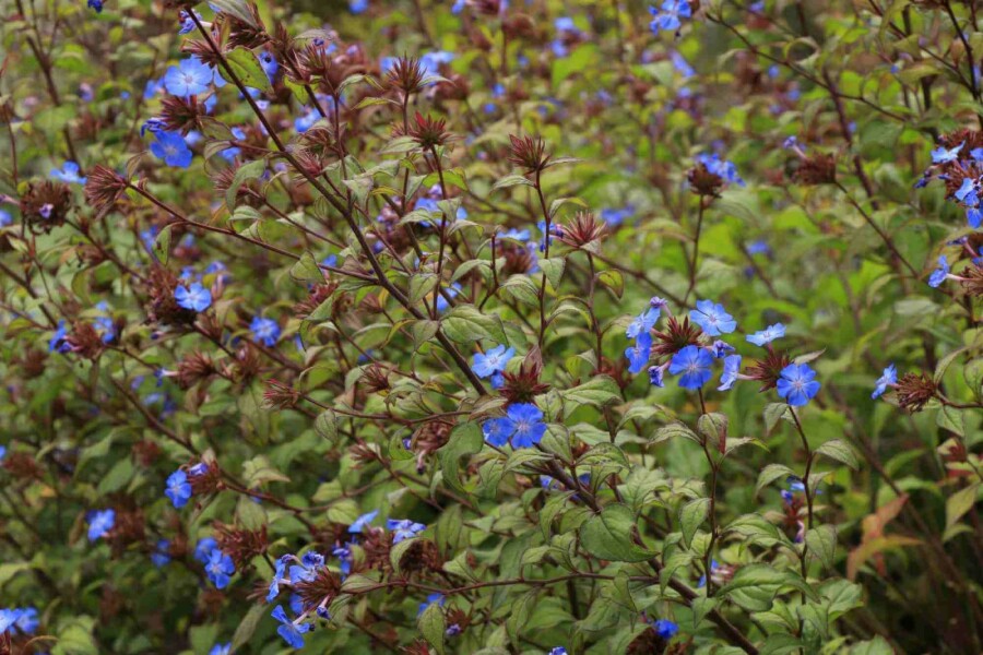 Chinesischer bleiwurz Ceratostigma willmottianum strauch 30-40 C3 Ceratostigma willmottianum Strauch 30-40 cm