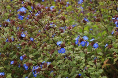 Chinesischer bleiwurz Ceratostigma willmottianum strauch 30-40 C3 Ceratostigma willmottianum Strauch 30-40 cm