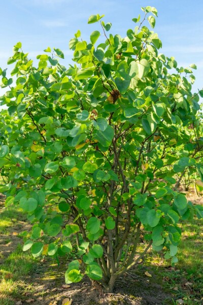 Kanadischer judasbaum Cercis canadensis strauch 100-125 C10 Cercis canadensis Strauch 100-125 cm