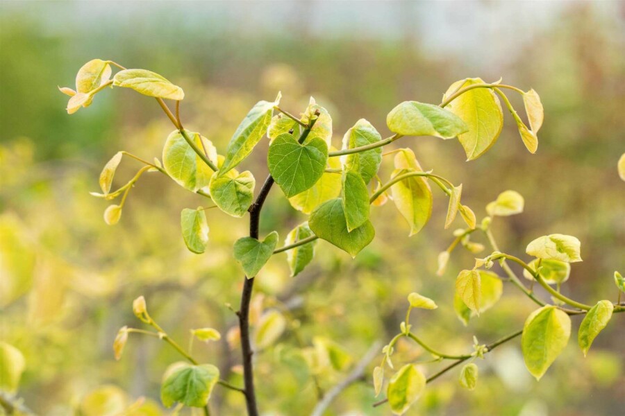 Kanadischer judasbaum Cercis canadensis 'Lavender Twist' strauch 175-200 C10 Cercis canadensis 'Lavender Twist' Strauch 175-200 cm