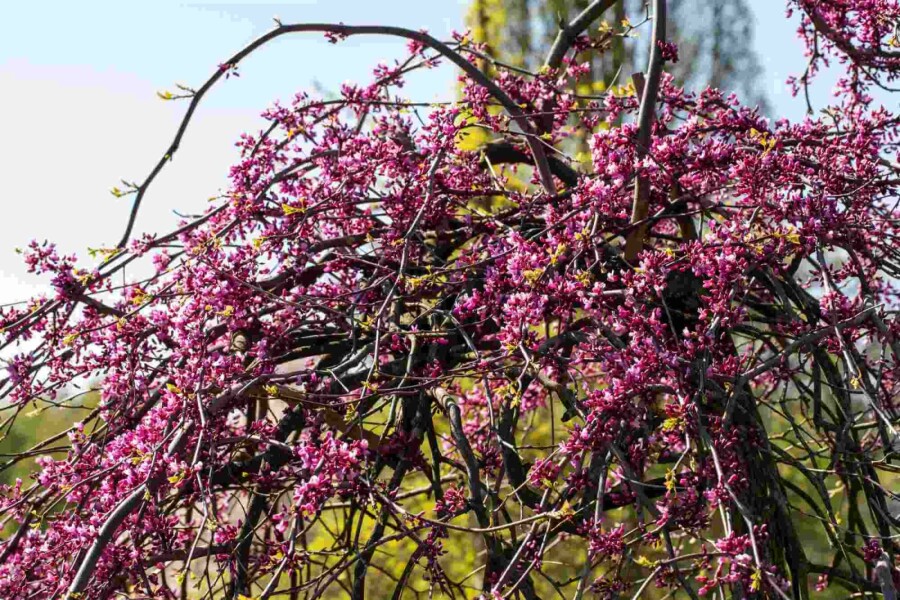 Kanadischer judasbaum Cercis canadensis 'Lavender Twist' strauch 175-200 C10 Cercis canadensis 'Lavender Twist' Strauch 175-200 cm