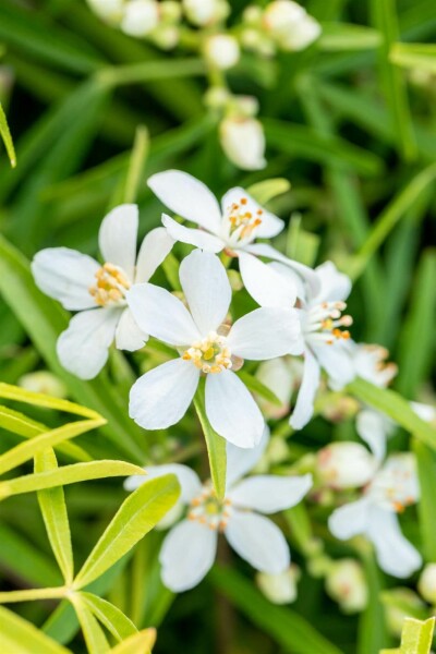 Orangenblume 'Aztec Pearl' Choisya ternata 'Aztec Pearl' strauch 30-40 C3 Choisya ternata 'Aztec Pearl' Strauch 30-40 cm