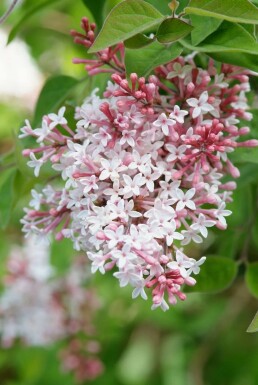 Herbstflieder Syringa microphylla 'Superba' Strauch 40-50 Topf 3 ltr. (C3) Syringa microphylla 'Superba' Strauch 40-50 cm