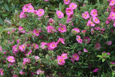 Lila zistrose Cistus purpureus strauch 20-30 C2 Cistus purpureus Strauch 20-30 cm