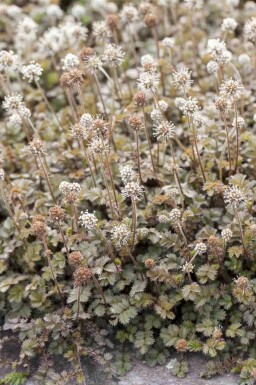 Zwergstachelkraut Acaena microphylla 5-10 Topf P9 Acaena microphylla