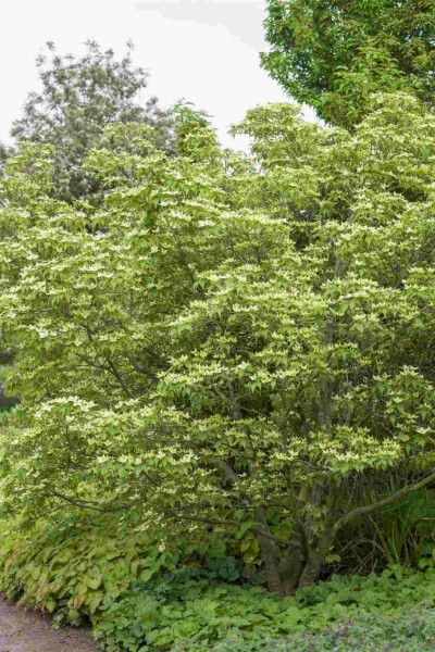 Chinesische Kornelkirsche Cornus kousa chinensis strauch 150-175 C12 Cornus kousa chinensis Strauch 150-175 cm