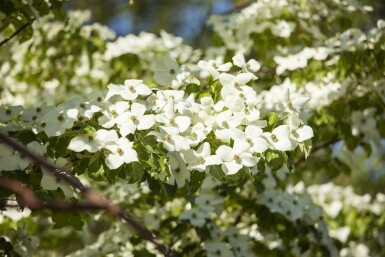 Chinesische Kornelkirsche Cornus kousa chinensis strauch 175-200 C12 Cornus kousa chinensis Strauch 175-200 cm