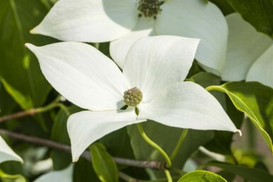 Chinesischer Blumen-Hartriegel Cornus kousa 'Milky Way' strauch 120-140 C30 Cornus kousa 'Milky Way' Strauch 120-140 cm