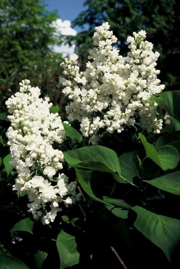 Gartenflieder Syringa vulgaris 'Mme Lemoine' Strauch 80-100 Topf 12 ltr. (C12) Syringa vulgaris 'Mme Lemoine' Strauch 80-100 cm