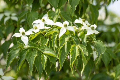 Chinesischer Blumen-Hartriegel Cornus kousa 'Milky Way' strauch 80-100 C7,5 Cornus kousa 'Milky Way' Strauch 80-100 cm