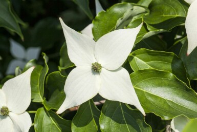 Chinesischer Blumen-Hartriegel Cornus kousa 'Milky Way' strauch 80-100 C7,5 Cornus kousa 'Milky Way' Strauch 80-100 cm