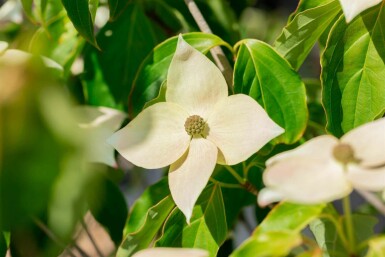 Japanischer hartriegel Cornus kousa 'Teutonia' strauch 100-125 C15 Cornus kousa 'Teutonia' Strauch 100-125 cm