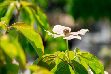 Japanischer hartriegel Cornus kousa 'Teutonia' strauch 100-125 C15 Cornus kousa 'Teutonia' Strauch 100-125 cm
