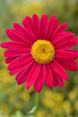 Feuermagerite Tanacetum coccineum 'Robinson's Red' 5-10 Topf 9x9 cm (P9)