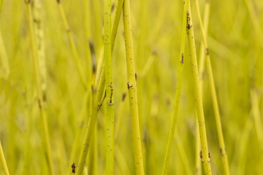 Gelber hartriegel Cornus sericea 'Flaviramea' strauch 60-80 C2 Cornus sericea 'Flaviramea' Strauch 60-80 cm