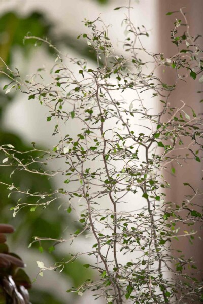 Zickzackstrauch Corokia cotoneaster strauch 40-50 C2 Corokia cotoneaster Strauch 40-50 cm