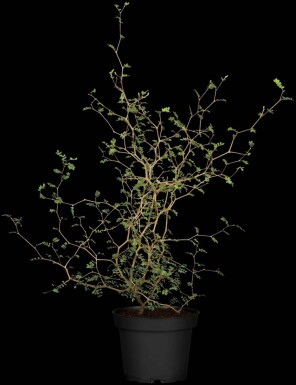 Zickzackstrauch Corokia cotoneaster strauch 40-50 C2 Corokia cotoneaster Strauch 40-50 cm