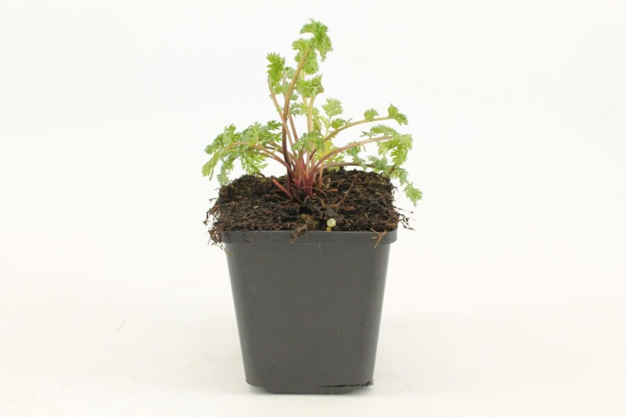 Bunte Margerite Tanacetum coccineum 'Robinson's Rose' 5-10 Topf 9x9 cm (P9) Tanacetum coccineum 'Robinson's Rose'