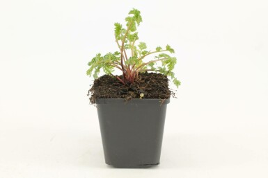 Bunte Margerite Tanacetum coccineum 'Robinson's Rose' 5-10 Topf 9x9 cm (P9) Tanacetum coccineum 'Robinson's Rose'