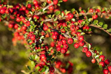 Zwergmispel Cotoneaster horizontalis strauch 30-40 C2 Cotoneaster horizontalis Strauch 30-40 cm