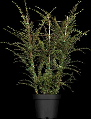 Zwergmispel Cotoneaster horizontalis strauch 30-40 C2 Cotoneaster horizontalis Strauch 30-40 cm