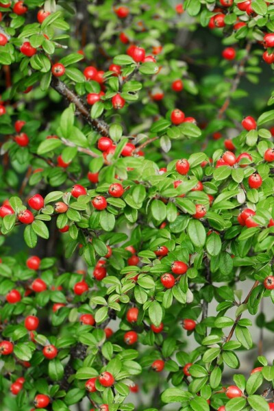 Zwergmispel Cotoneaster suecicus 'Coral Beauty' strauch 15-20 C1,5 Cotoneaster suecicus 'Coral Beauty' Strauch 15-20 cm