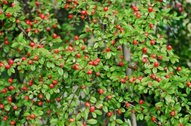 Zwergmispel Cotoneaster suecicus 'Coral Beauty' strauch 10-15 P9 Cotoneaster suecicus 'Coral Beauty' Strauch 10-15 cm