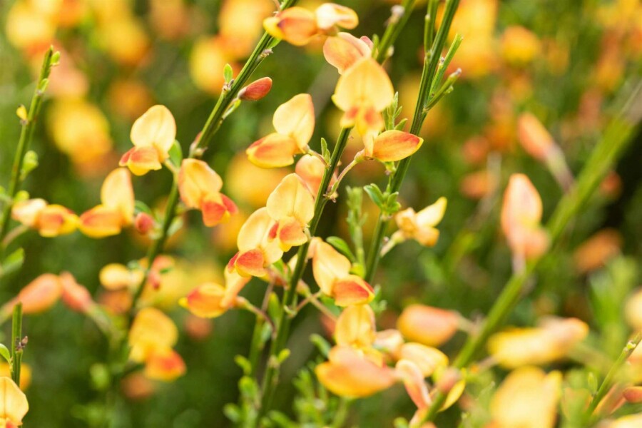 Ginster Cytisus 'Apricot Gem' strauch 30-40 C1,5 Cytisus 'Apricot Gem' Strauch 30-40 cm