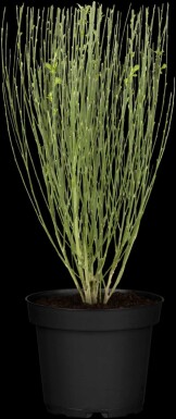 Ginster Cytisus 'Apricot Gem' strauch 30-40 C1,5 Cytisus 'Apricot Gem' Strauch 30-40 cm