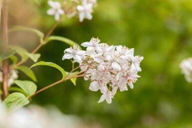 Deutzie Deutzia 'Mont Rose' strauch 60-80 C3 Deutzia 'Mont Rose' Strauch 60-80 cm