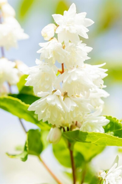 Sternchenstrauch Deutzia scabra 'Plena' strauch 60-80 C3 Deutzia scabra 'Plena' Strauch 60-80 cm