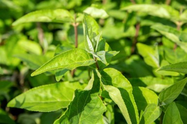 Sternchenstrauch Deutzia scabra 'Plena' strauch 60-80 C3 Deutzia scabra 'Plena' Strauch 60-80 cm