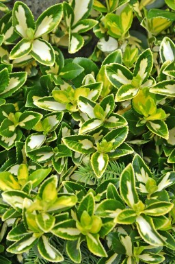 Goldherzige Kriechspindel 'Blondy' Euonymus fortunei 'Blondy' strauch Euonymus fortunei 'Blondy' Strauch