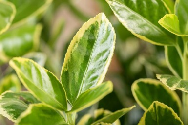 Japanischer spindelstrauch Euonymus japonicus 'Aureomarginatus' strauch 40-60 C10 Euonymus japonicus 'Aureomarginatus' Strauch 40-60 cm